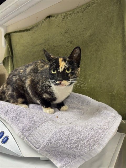 Shelter Stray Female Cat last seen Near BLOCK GLEN ST, Jurupa Valley, CA 92509