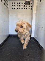 Shelter Stray Female Dog last seen Near BLOCK OREGON ST, BAKERSFIEWLD, CA, Bakersfield, CA 93307
