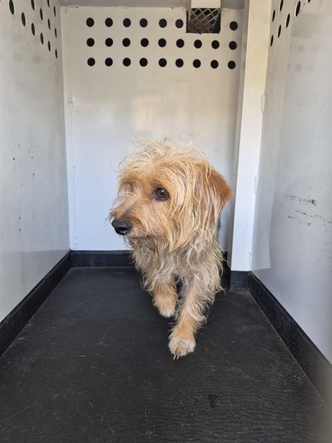 Shelter Stray Female Dog last seen Near BLOCK OREGON ST, BAKERSFIEWLD, CA, Bakersfield, CA 93307