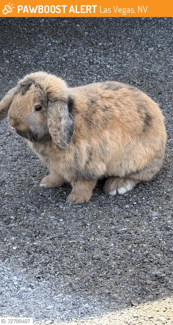 Found/Stray Unknown Rabbit last seen Ann Rd. & N. Jones Blvd., Las Vegas, NV 89130