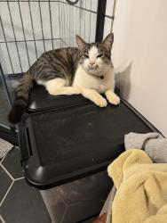 Lost Male Cat last seen Dula Springs Road Weaverville , Weaverville, NC 28787
