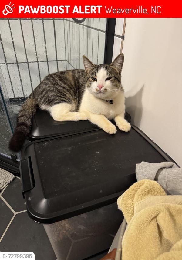 Lost Male Cat last seen Dula Springs Road Weaverville , Weaverville, NC 28787