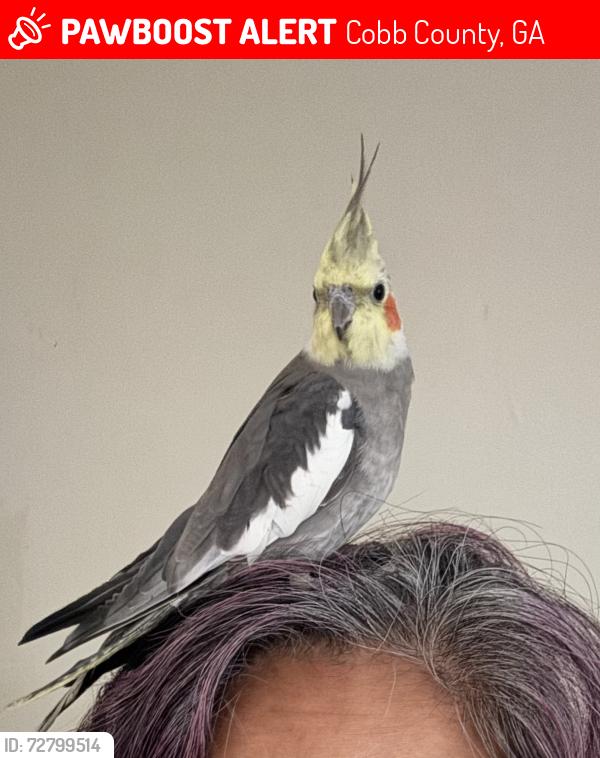 Lost Unknown Bird last seen Milford church road by austell , Cobb County, GA 30060
