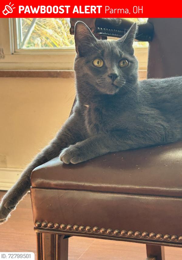 Lost Female Cat last seen Broadview Road and Maple Road, Parma, OH 44134