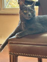 Lost Female Cat last seen Broadview Road and Maple Road, Parma, OH 44134