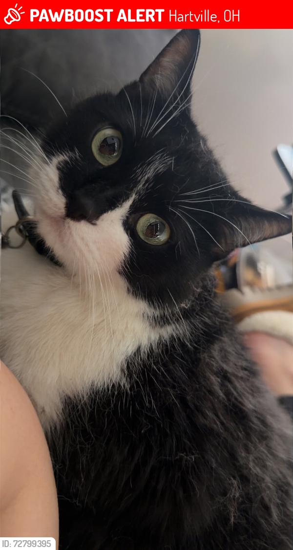 Lost Male Cat last seen Next to Sonora Stoneworks/Bellstores across from Hartville Tavern, Hartville, OH 44632