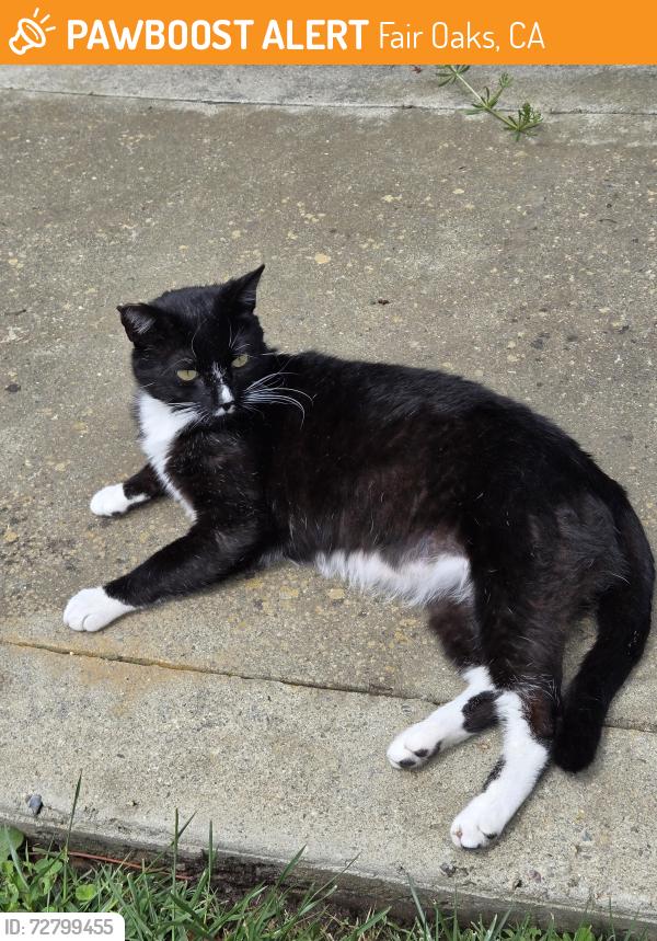 Found/Stray Unknown Cat last seen Gardield, Fair Oaks, CA 95628