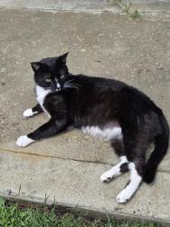 Found/Stray Unknown Cat last seen Gardield, Fair Oaks, CA 95628