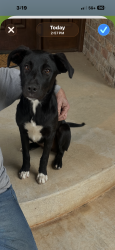 Found/Stray Female Dog last seen Near between Anderson Rd & Post , Jones, OK 73049