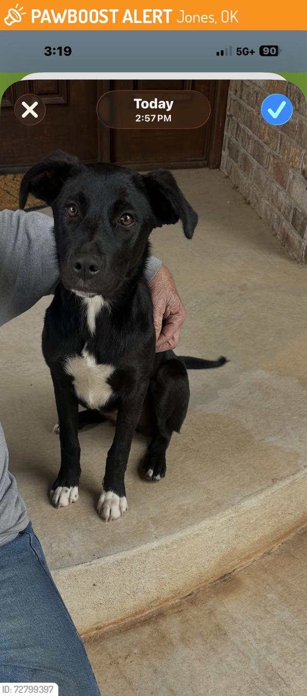 Found/Stray Female Dog last seen Near between Anderson Rd & Post , Jones, OK 73049
