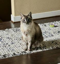 Lost Male Cat last seen Otty Road, Happy Valley, OR 97086