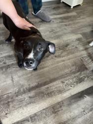 Found/Stray Male Dog last seen sunset heights mindy park, El Paso, TX 79902