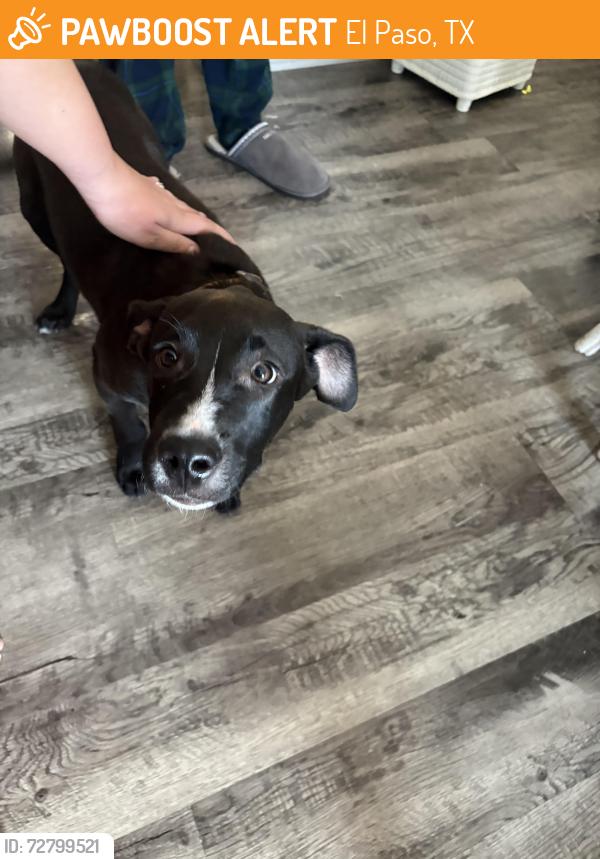 Found/Stray Male Dog last seen sunset heights mindy park, El Paso, TX 79902
