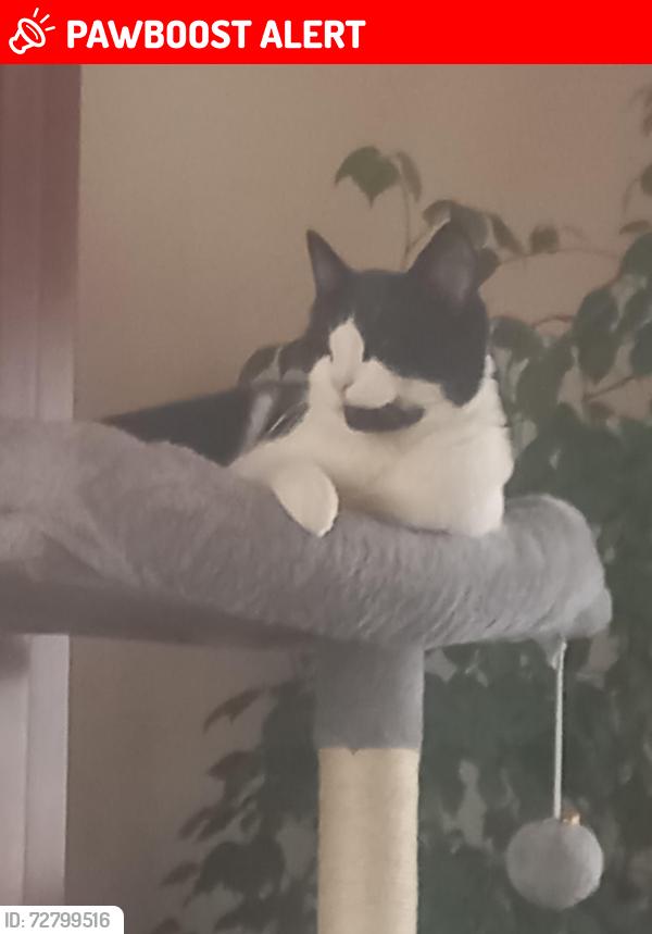 Lost Female Cat last seen Harrowden Road  Bamford Road  Barton Road , Bedford, England MK42