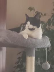 Lost Female Cat last seen Harrowden Road  Bamford Road  Barton Road , Bedford, England MK42