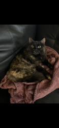 Lost Female Cat last seen Blackwater road , Somersworth, NH 03878