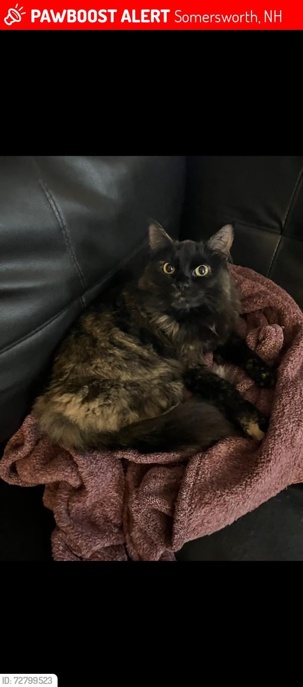 Lost Female Cat last seen Blackwater road , Somersworth, NH 03878