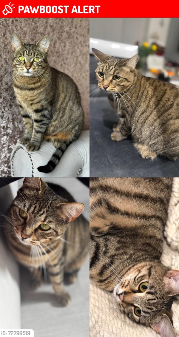 Lost Female Cat last seen Ayresome street , Middlesbrough, England TS1 4NR