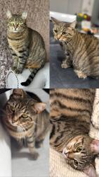 Lost Female Cat last seen Ayresome street , Middlesbrough, England TS1 4NR