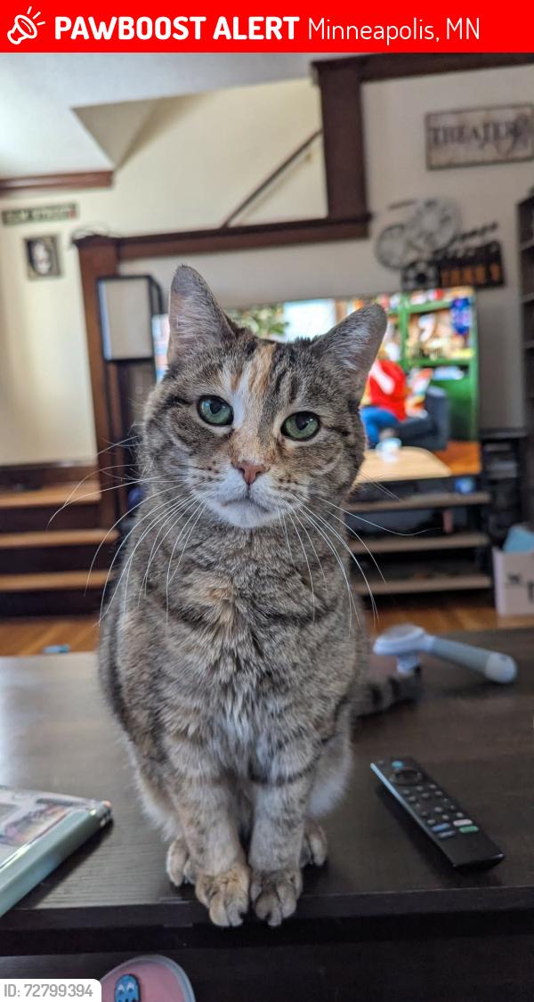 Lost Female Cat last seen 38th Street and Bloomington Ave, Minneapolis, MN 55407