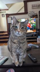 Lost Female Cat last seen 38th Street and Bloomington Ave, Minneapolis, MN 55407