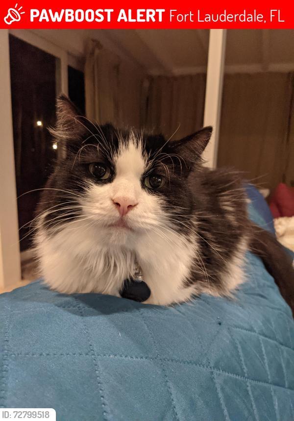 Lost Male Cat last seen Cliff Lake, Fort Lauderdale, FL 33316
