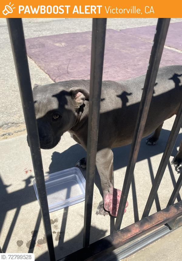 Found/Stray Male Dog last seen borego & el cariso, Victorville, CA 92392