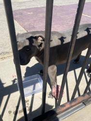 Found/Stray Male Dog last seen borego & el cariso, Victorville, CA 92392