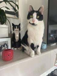 Lost Male Cat last seen Lockmore and Kendrick, Riverside, CA 92507