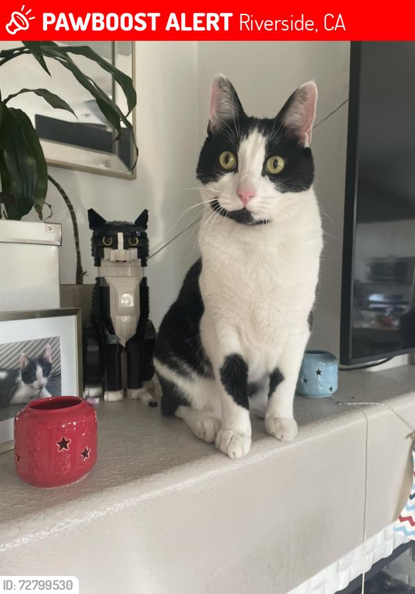 Lost Male Cat last seen Lockmore and Kendrick, Riverside, CA 92507