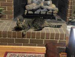 Reunited Male Cat last seen A coco dr, Midlothian, VA 23112