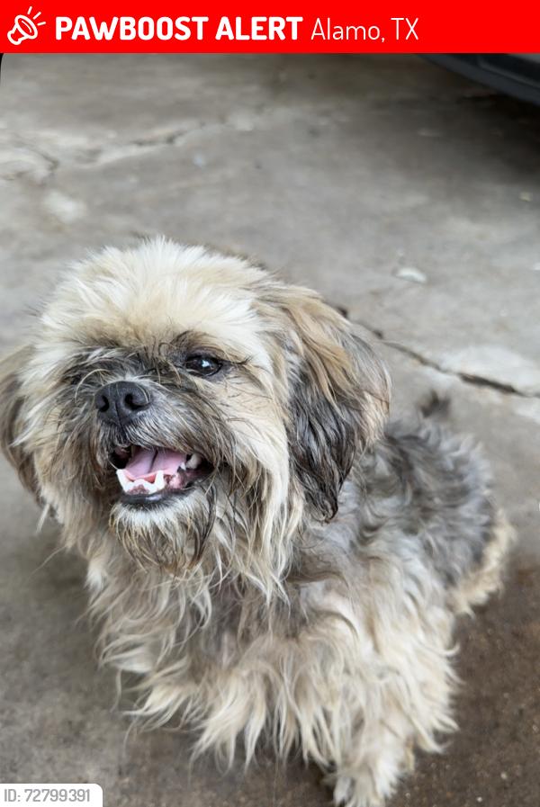 Lost Female Dog last seen 1401–1415 W Crockett St Alamo, TX  78516 United States, Alamo, TX 78516
