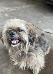 Lost Female Dog last seen 1401–1415 W Crockett St Alamo, TX  78516 United States, Alamo, TX 78516