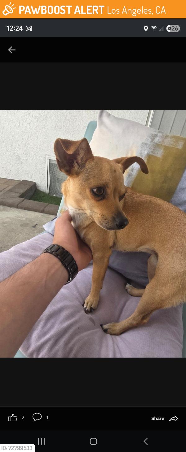 Found/Stray Female Dog last seen Kitdrige, Los Angeles, CA 91401