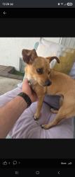 Found/Stray Female Dog last seen Kitdrige, Los Angeles, CA 91401