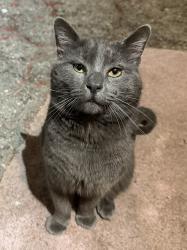 Found/Stray Male Cat last seen Homewood and Wilcox, Los Angeles, CA 90028
