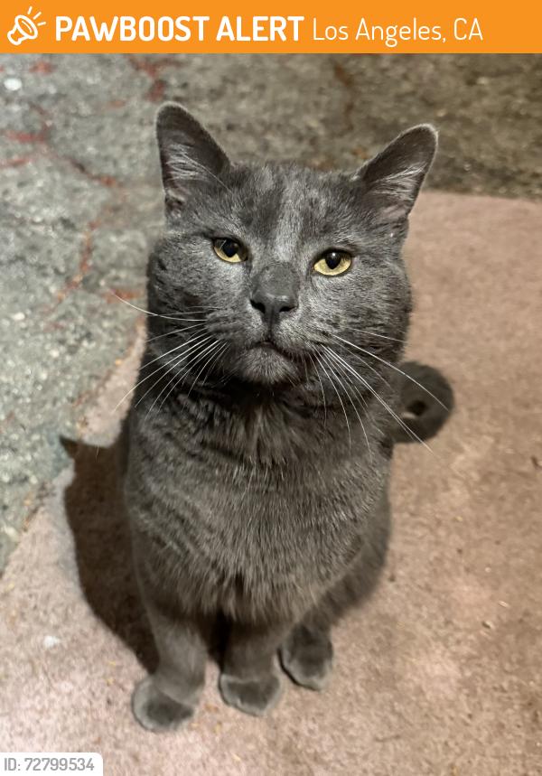 Found/Stray Male Cat last seen Homewood and Wilcox, Los Angeles, CA 90028