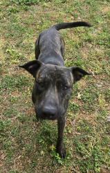 Found/Stray Male Dog last seen Carver High School, Winston-Salem, NC 27105