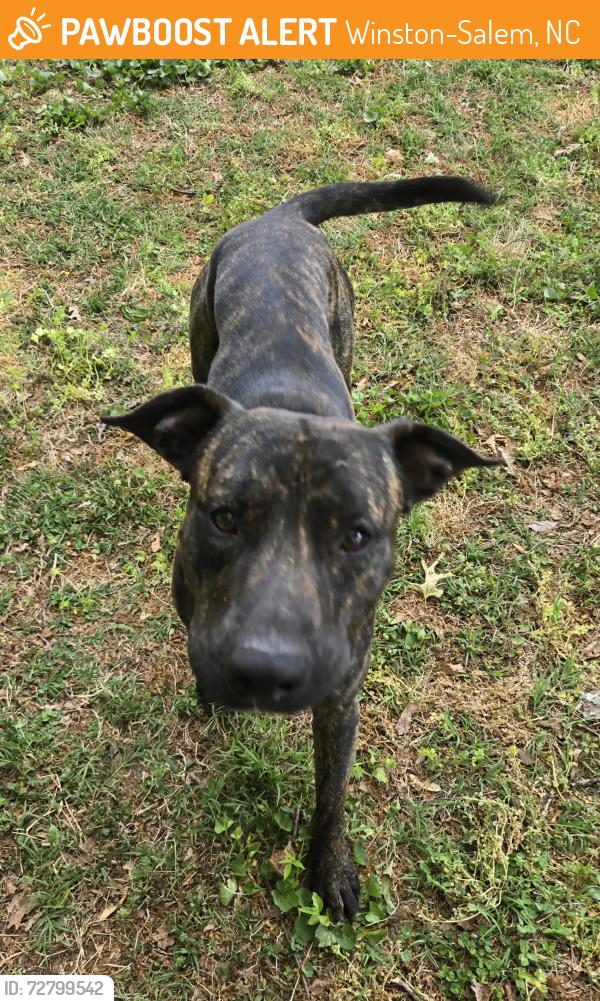 Found/Stray Male Dog last seen Carver High School, Winston-Salem, NC 27105