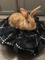 Found/Stray Unknown Rabbit last seen Near vine st, Denton, TX 76209