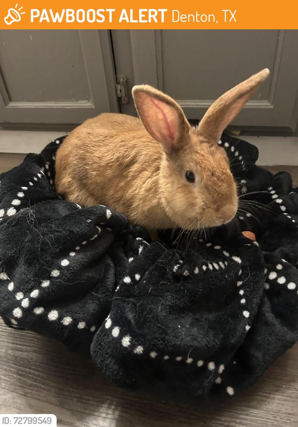 Found/Stray Unknown Rabbit last seen Near vine st, Denton, TX 76209