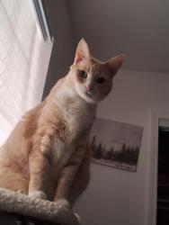 Lost Male Cat last seen Wickshire/Shefford/Manzanita Park area, Hacienda Heights, CA 91745
