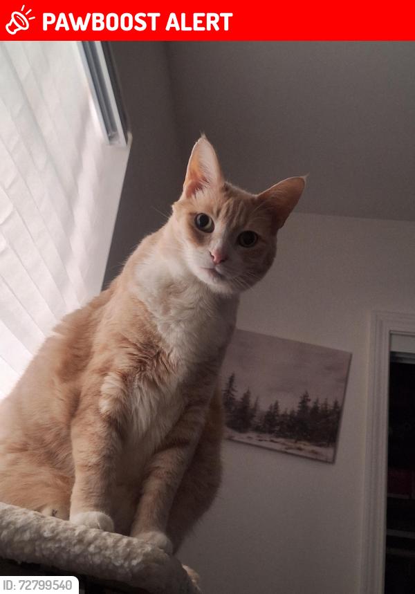 Lost Male Cat last seen Wickshire/Shefford/Manzanita Park area, Hacienda Heights, CA 91745