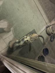 Found/Stray Female Dog last seen 22ns street and Craycroft , Tucson, AZ 85711