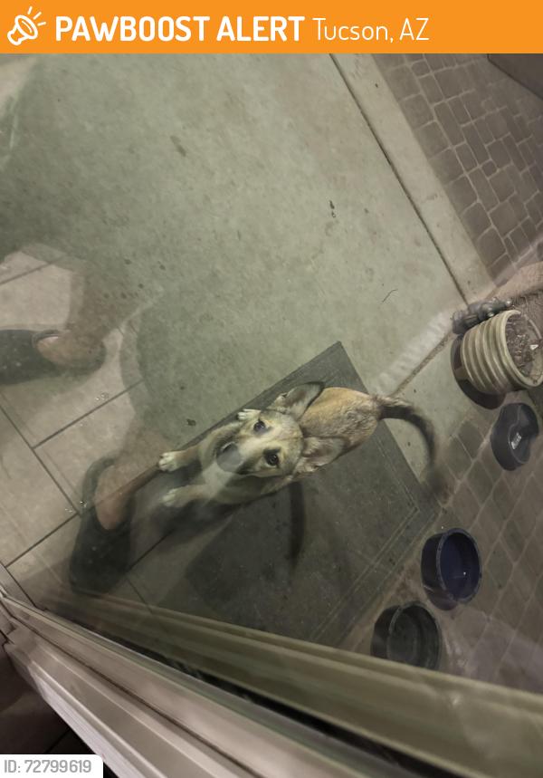 Found/Stray Female Dog last seen 22ns street and Craycroft , Tucson, AZ 85711