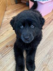 Found/Stray Male Dog last seen Euharlee Rd SW and Macedonia RD, Bartow County, GA 30145