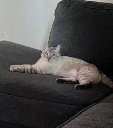 Lost Female Cat last seen Graham Ave and Leeds Ave, Beaumont, CA 92223