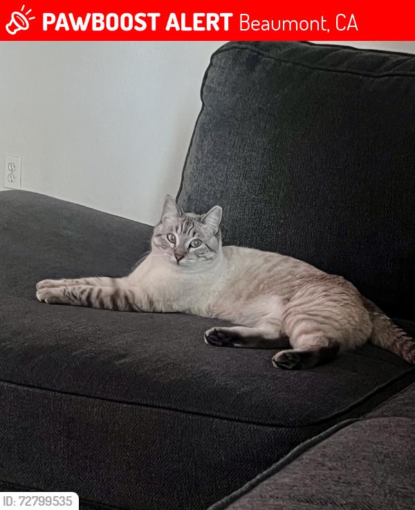 Lost Female Cat last seen Graham Ave and Leeds Ave, Beaumont, CA 92223