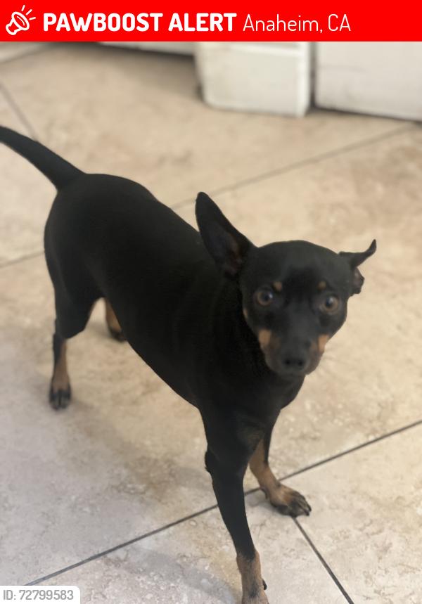 Lost Male Dog last seen Near Broadview st, Anaheim, CA 92804