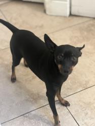 Lost Male Dog last seen Near Broadview st, Anaheim, CA 92804